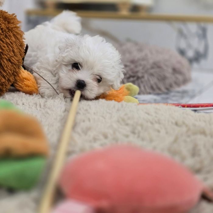 Bichon Maltez       .