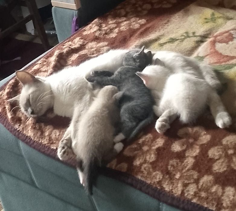 Подарю котят с голубыми глазами