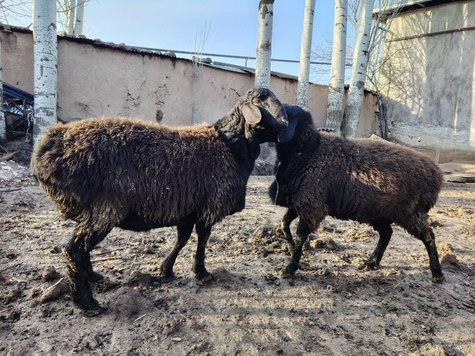 Qo'chqorlar, quchqorlar, qochqorlar sotiladi