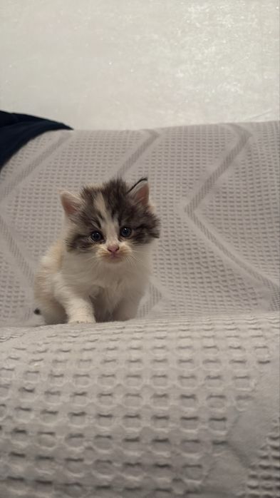 Отдам котят бесплатно