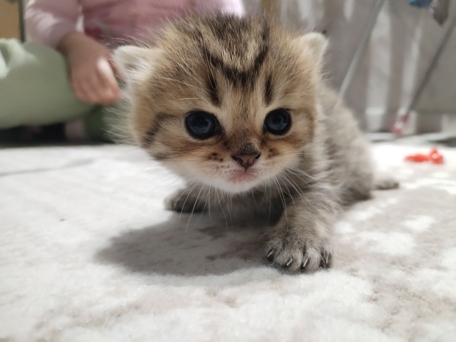 Шиншилла котята Toza shinshilla bolalari