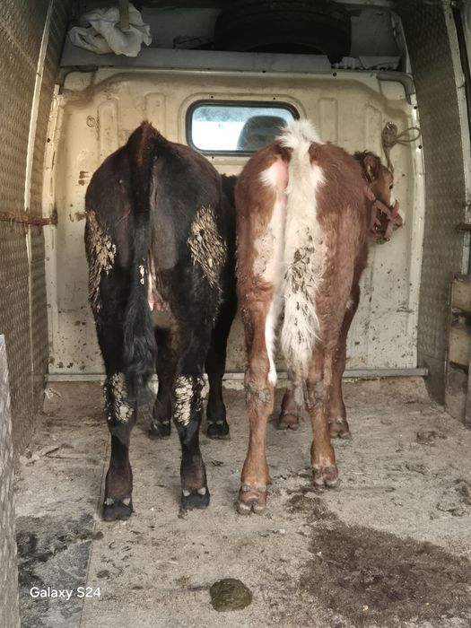 De vânzare 2 vitele bălțate