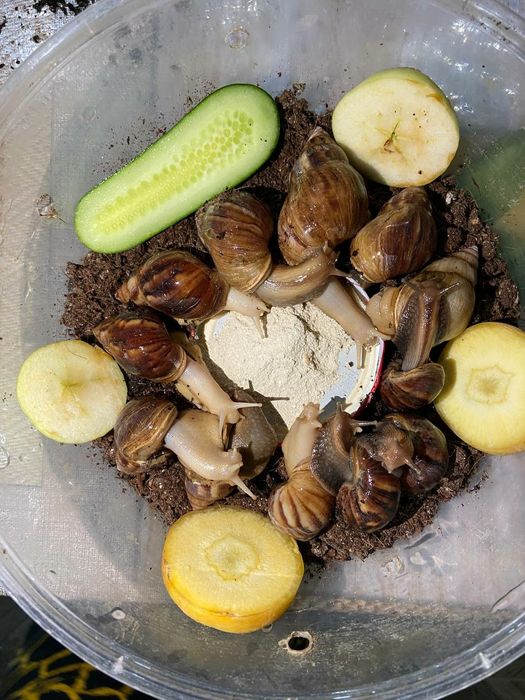 Соглом актив улиткалар бор сотувда