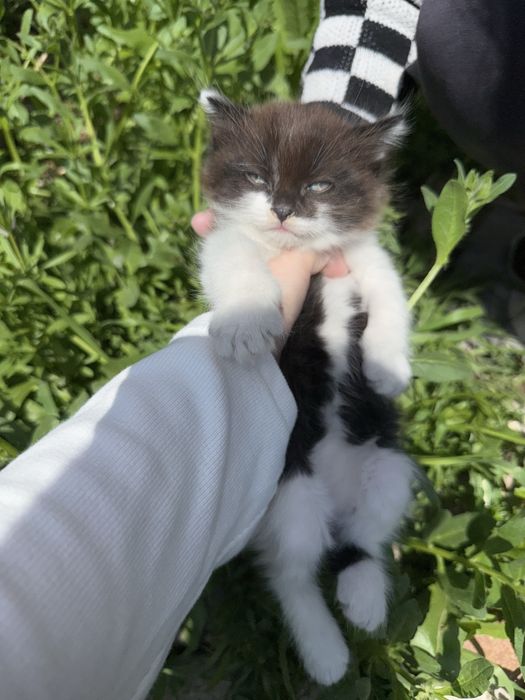 Отдам двух котят