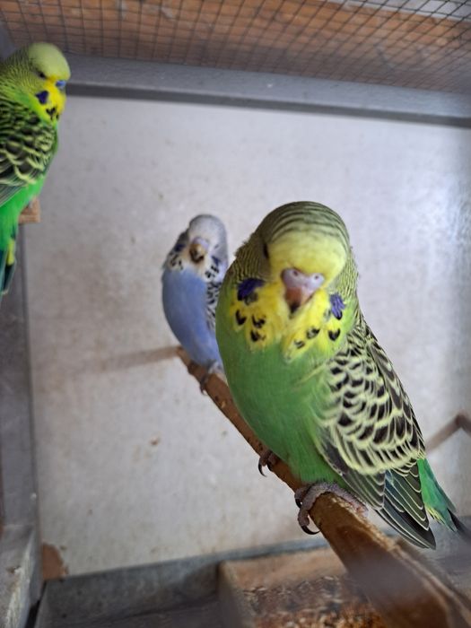 Выставочные попугаи