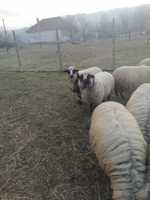 Vând oi Turcană.