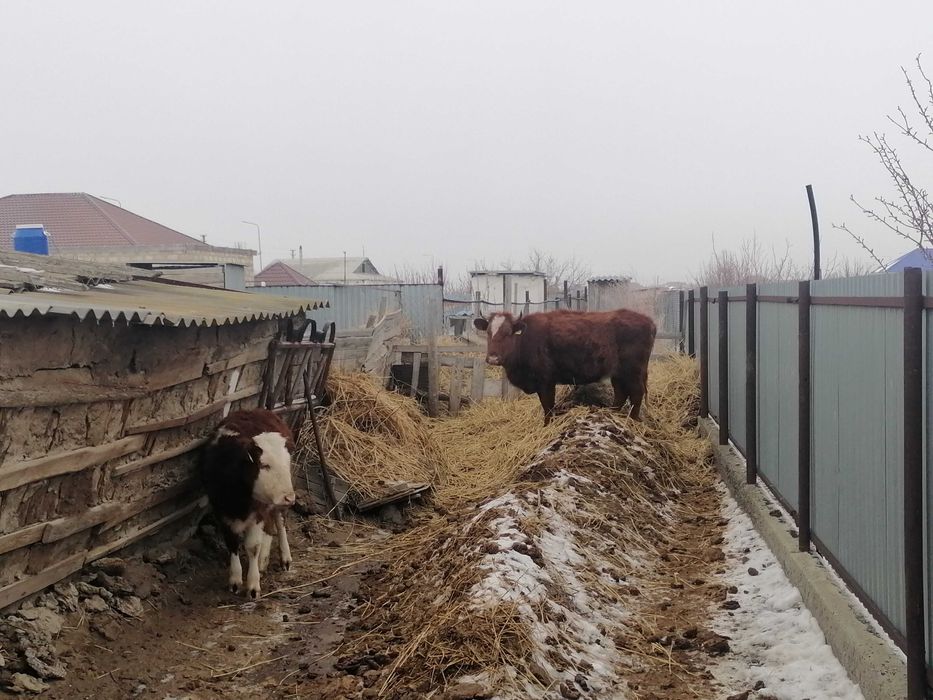 Две Коровы,бычок,