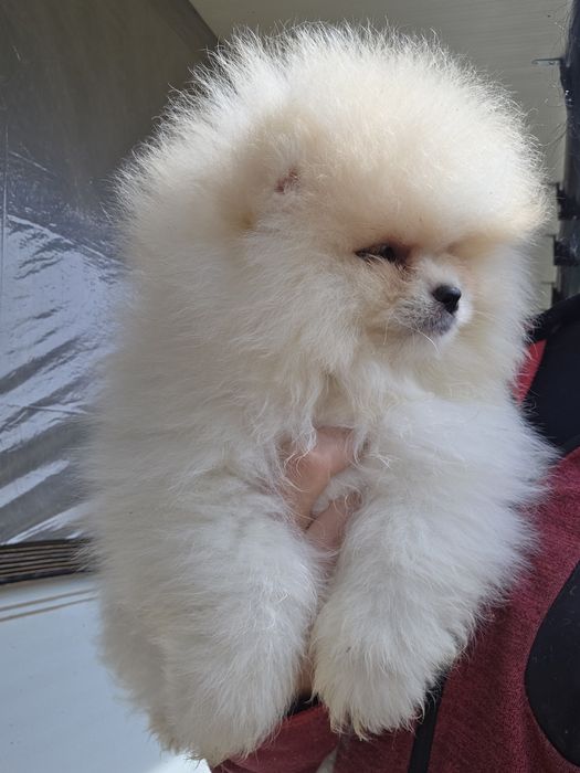 Померан  Померан