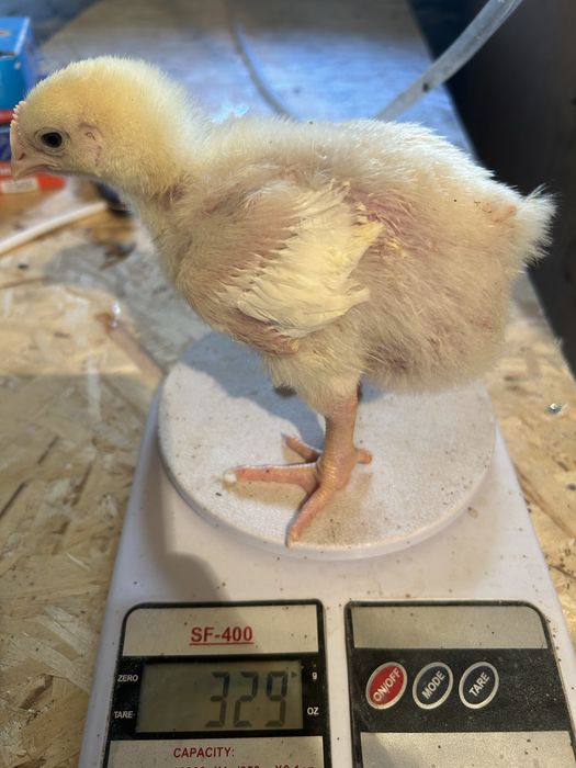 Цыплята бройлер/бройлер балапан