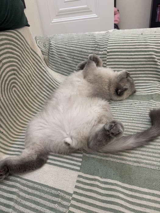 Отдам любимого кота только в очень добрые руки