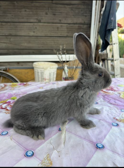 Urias German, Fluture German, Havana