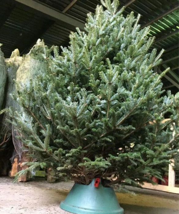 Ель «Нордмана» с доставкой