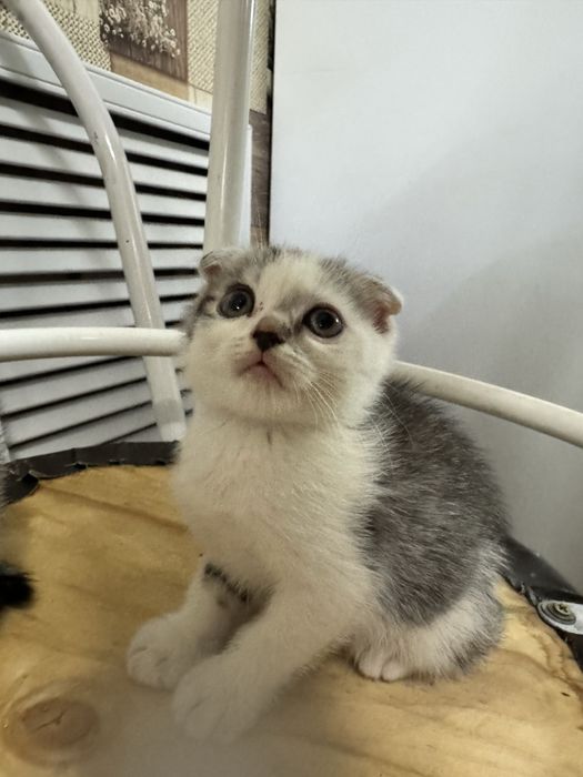 Котята шотландские