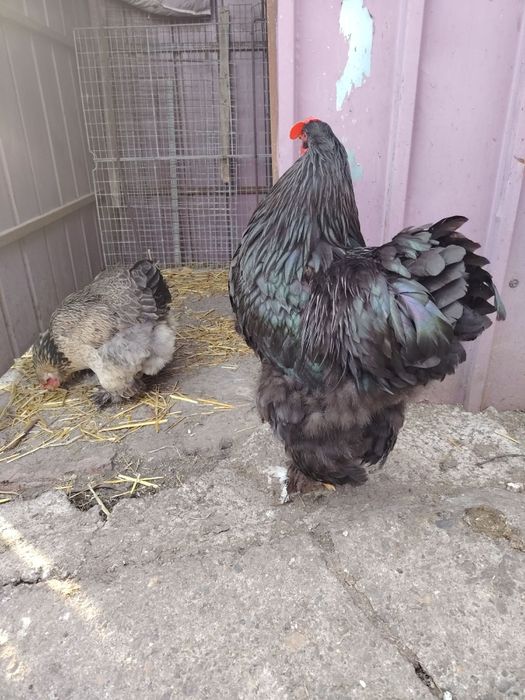 Brahma familie de anul trecut