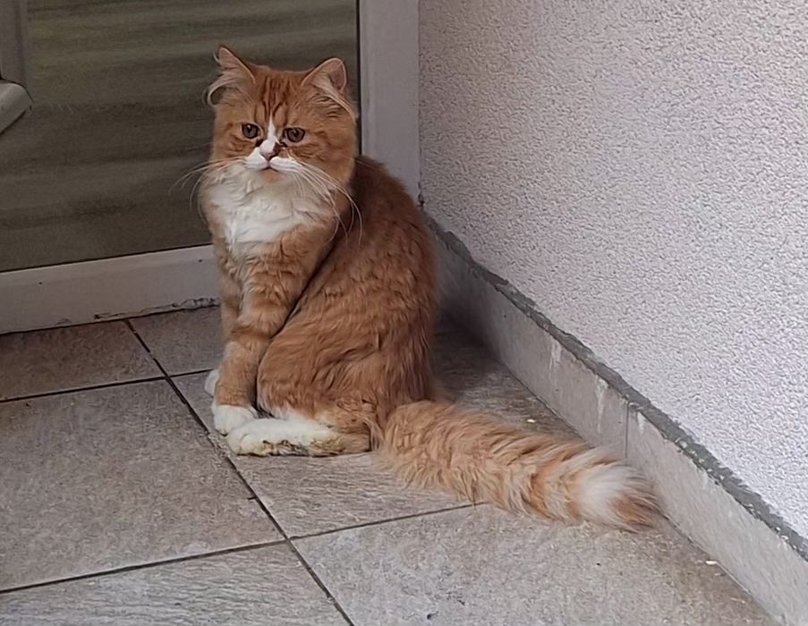 Ангорско  мъжко коте