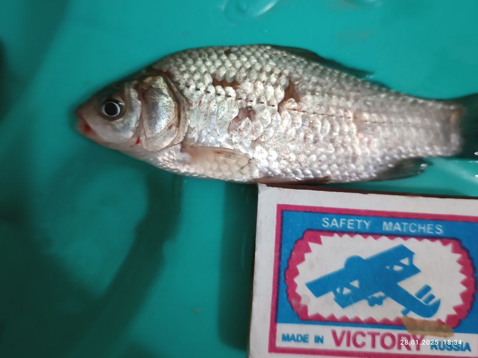 Живец,карась для рыбалок