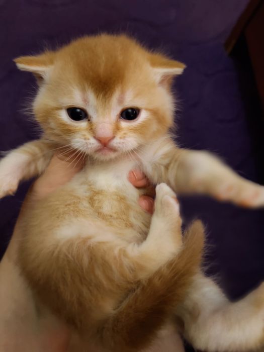 Котята шотландцы!