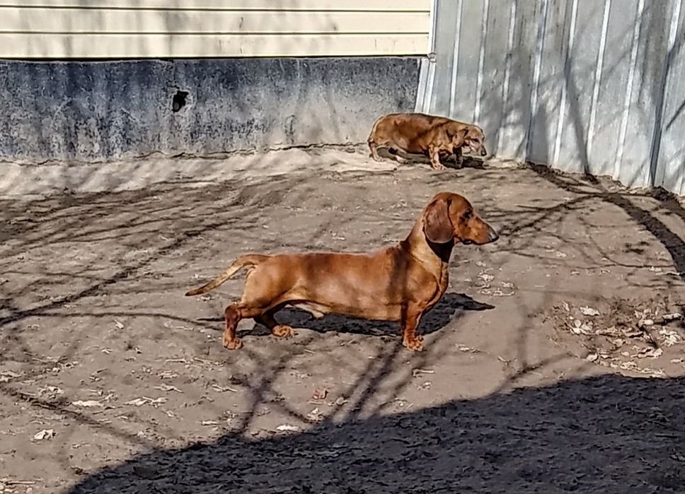 Такса племенной кобель