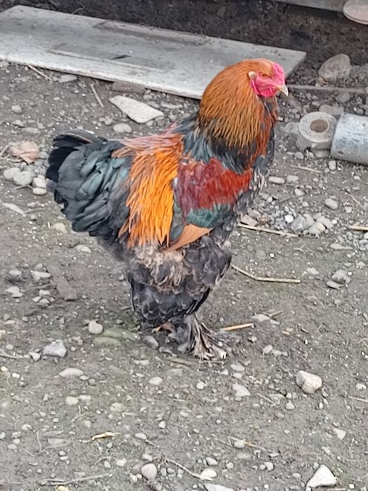 Vand cocoși tineri ,și oua pt incubat