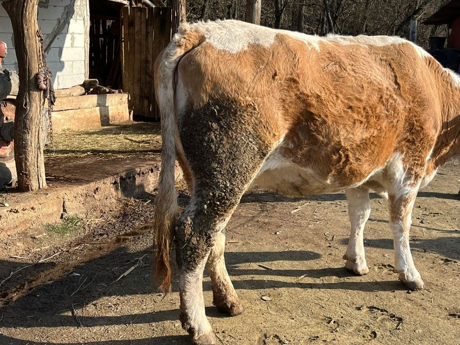 Vaca baltata austriaca