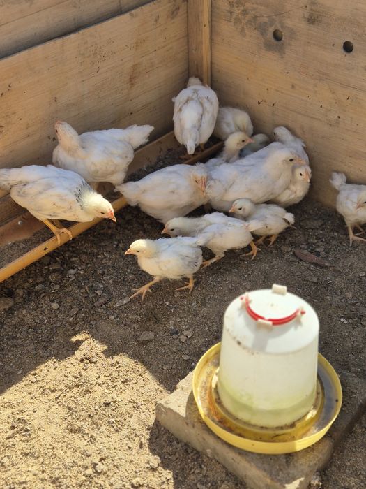 Продам домашних  цыплят