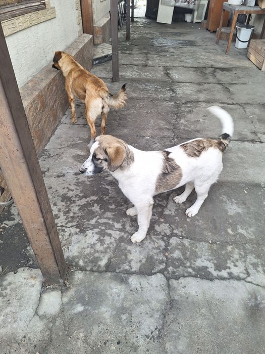 Отдам в хорошие руки