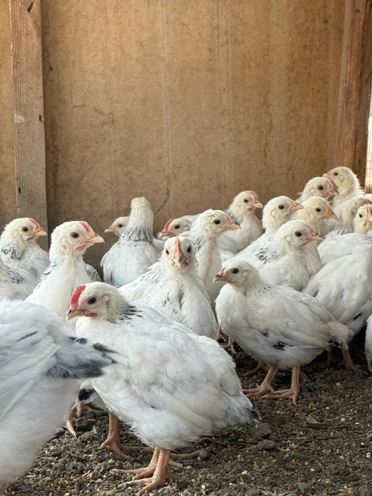 Продаются цыплята Адлера