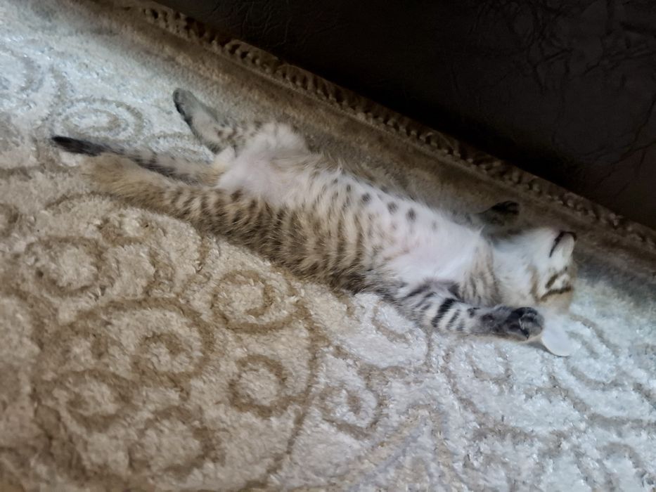 Отдам котенка, мальчик 1,5 мес.