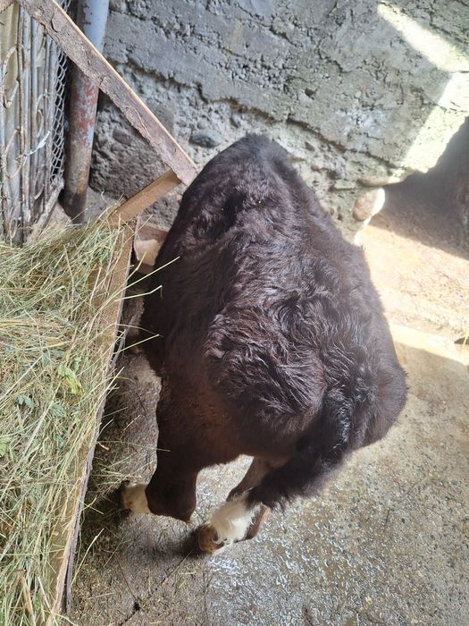 Vând vițică 3.5 luni