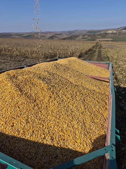 Vând porumb recoltat recent