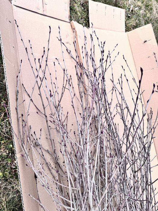 Butasi aronia anul 6( pe rod cu radacini  puternice)