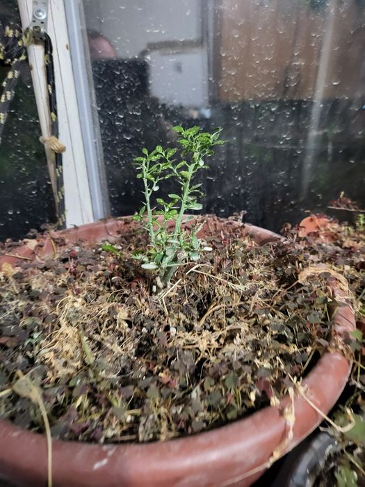 Плодоносящие мандарины