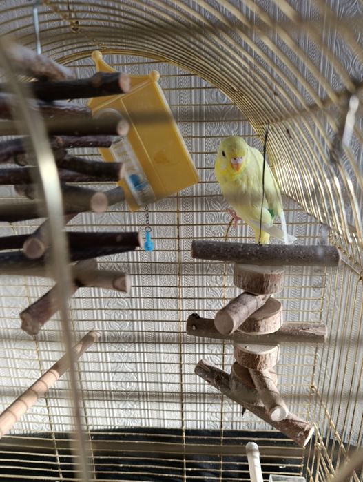 Продам волнистого попугая.