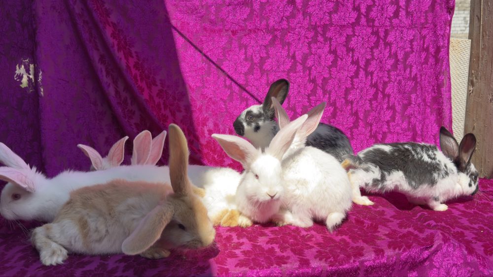 Quyonlar sotiladi 10 ta