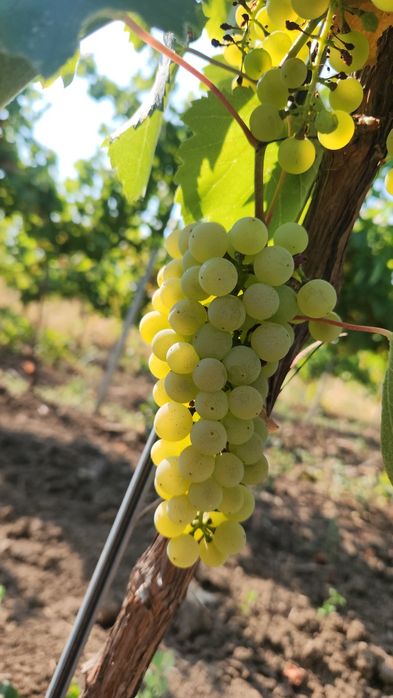 Struguri de vin și de masă din podgoriile proprii