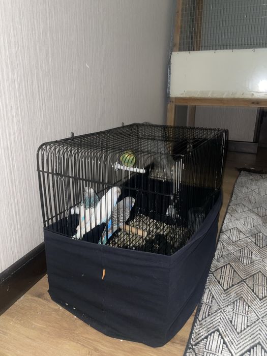 valnisti maladoy 4 ta