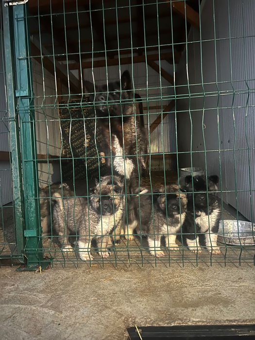 Американска акита