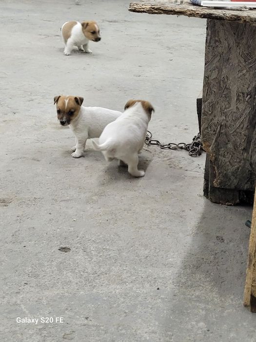 Джак Ръсел Териер