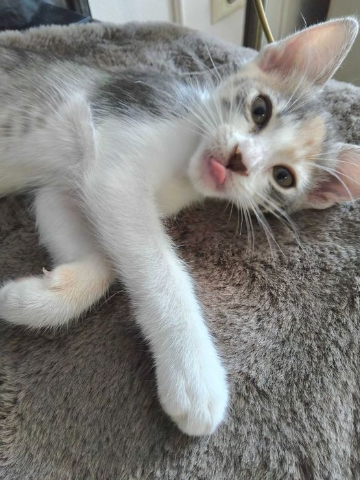 Домашно женско котенце на 2 месеца търси дом