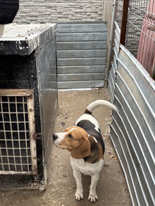 Catel Beagle, donez.