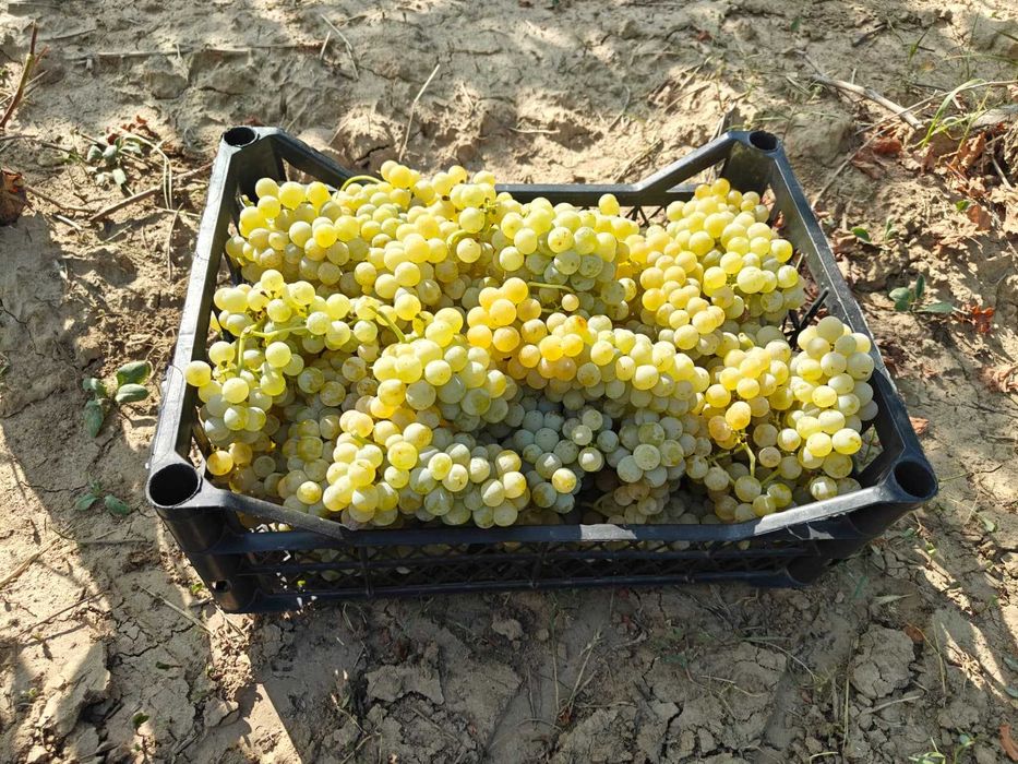 Struguri vin Otonel Cabernet Sauvignon Blanc Feteasca Regala Neagra Sarba Odobesti Merlot