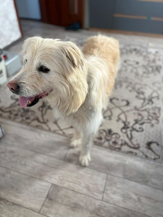 Красивый пёс ищет дом