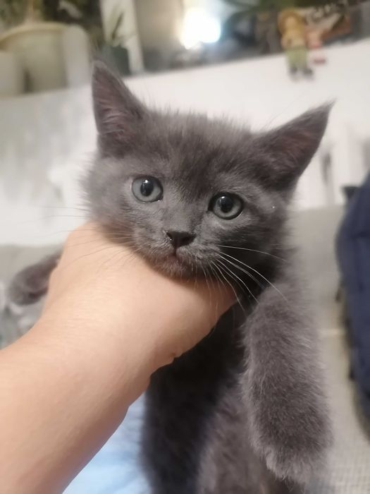 Отдадим котёнка девочку