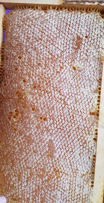 Vind faguri de miere poliflora 2024