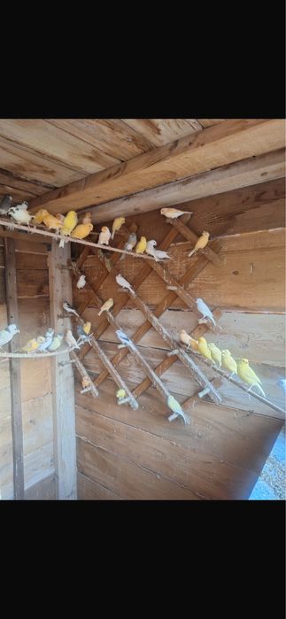 Vând canari diferite rase