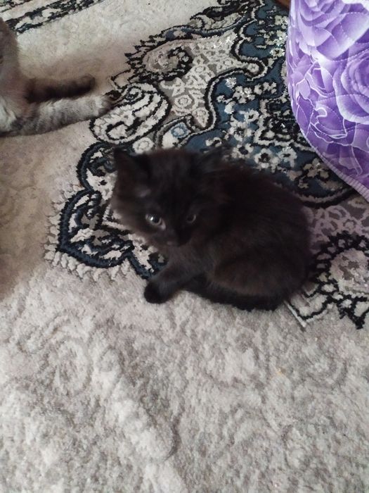 Котята пушистые ищут добрые сердца