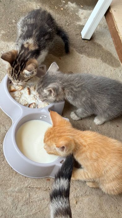 СРОЧНО! Отдам котят в добрые руки!