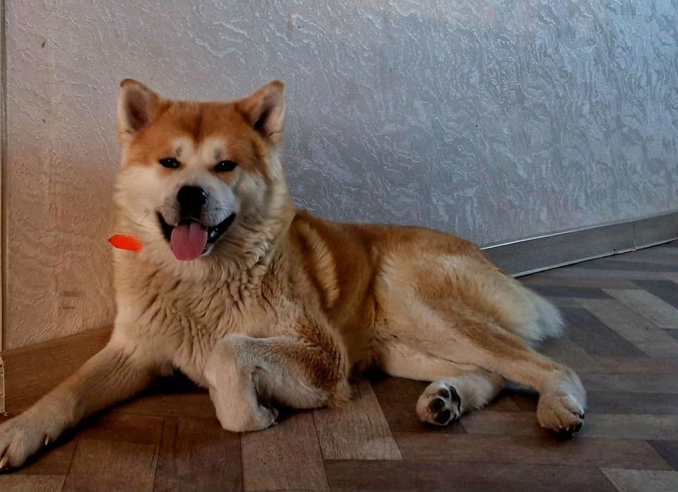 Дам акиту на вязку БЕЗПЛАТНО