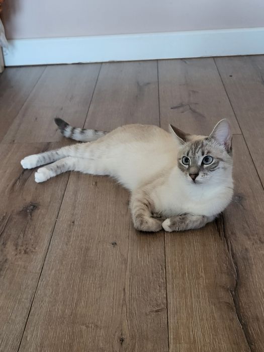 Pet sitter Brașov