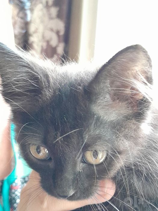Котёнок 1,5 месяца.Бесплатно.